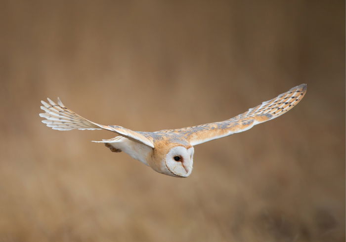 an image of a white and gold own in flight