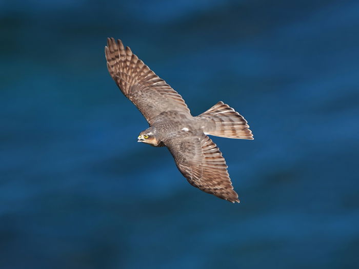 an image of an eagle in flight