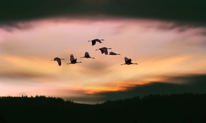 an image of a flock of crane silhouettes in flight