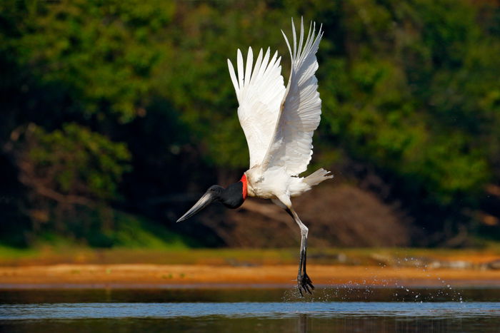 an image of a black and white crane splashing above water