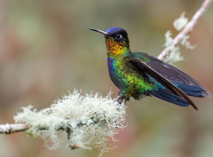 a photo of a multi colored hummingbird perched on a small branch