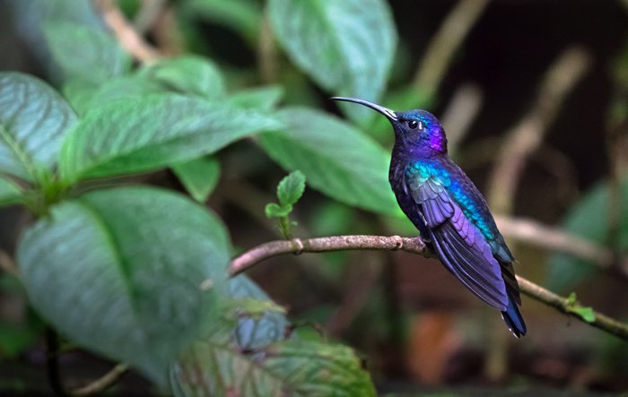 a photo of a blue and purple hummingbird perched on a branch