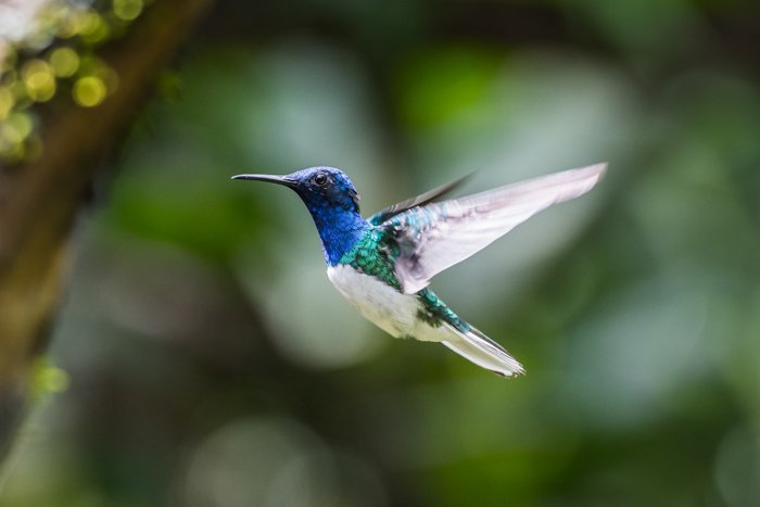 a photo of hummingbird in flight