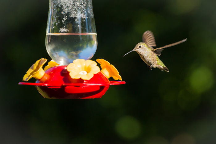 a photo of a hummingbird flying toward a bird feeder