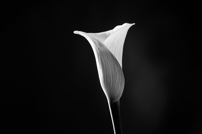 imagem minimalista em preto e branco