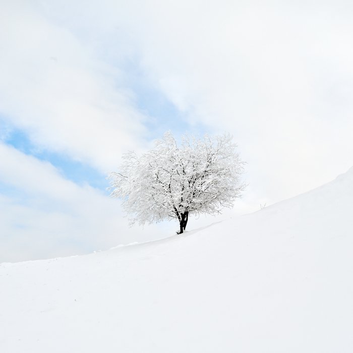 minimalist photography: tree and snow