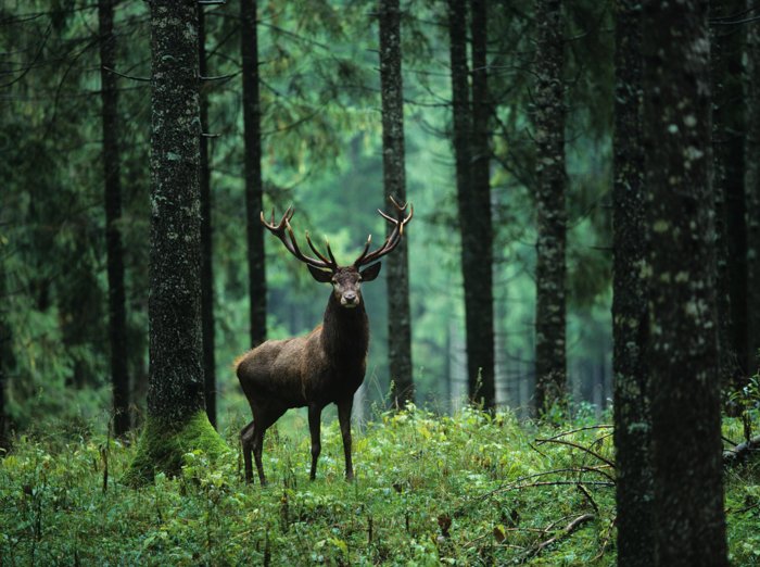 Uma imagem de um cervo em uma floresta com uma lente telefoto.