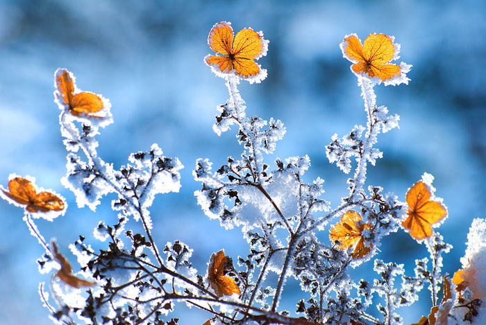 frozen leaves in winter