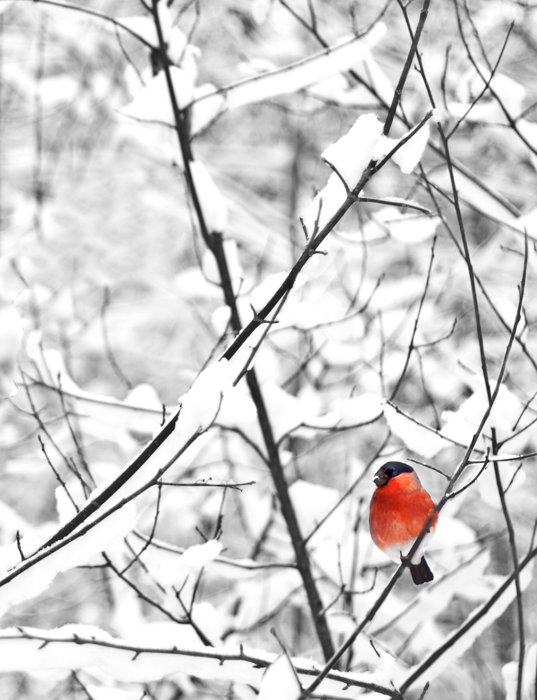 Winter photography of a robin in a snowy tree
