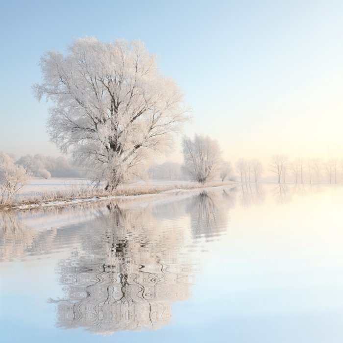 Dreamy winter photography of snowy trees by a lake