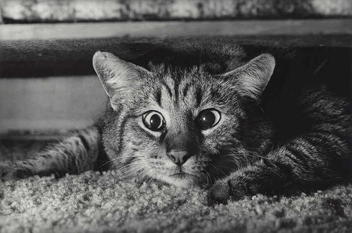 A cute photo of a cat taken with the Leica M6 by Terry Gruber