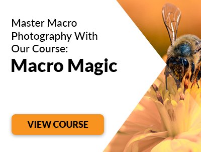 6 Macro Photography Background Tips for Interesting Photos - 40