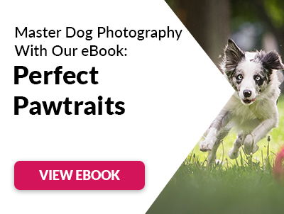 Perfect pawtraits e-book