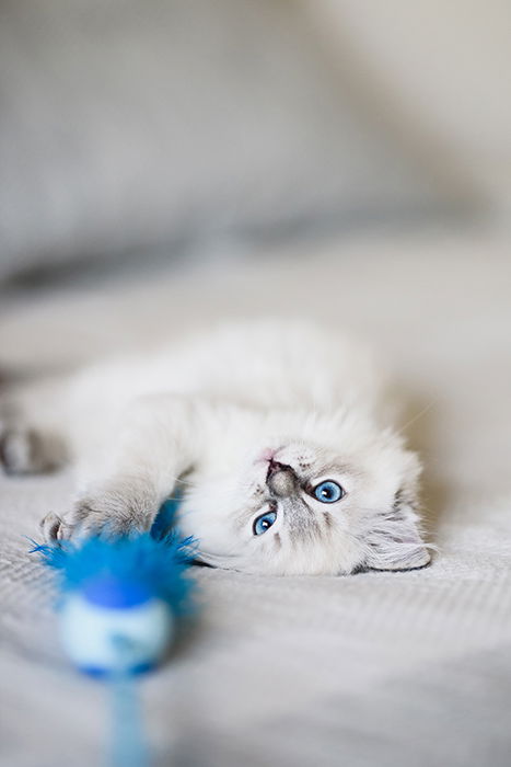 A cat photographed with a Sigma 85mm lens in a shallow depth of field