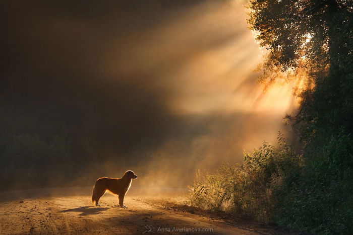 14 Awesome Dog Photographers You Should Check Out in 2023 - 97