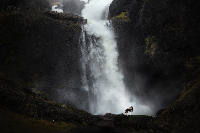 A dog posing in front of a waterfall