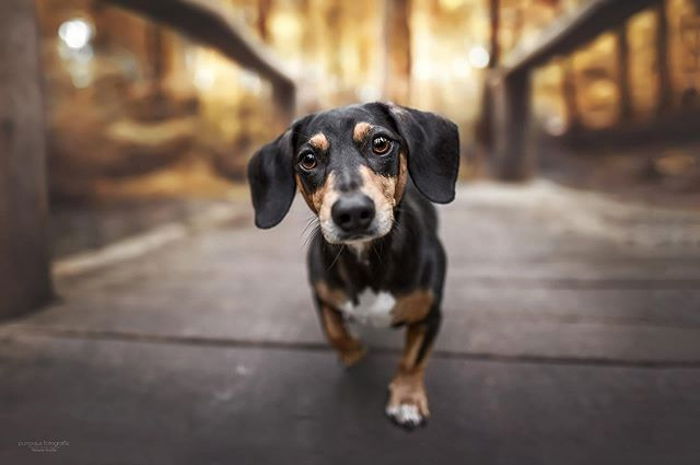 14 Awesome Dog Photographers You Should Check Out in 2023 - 93