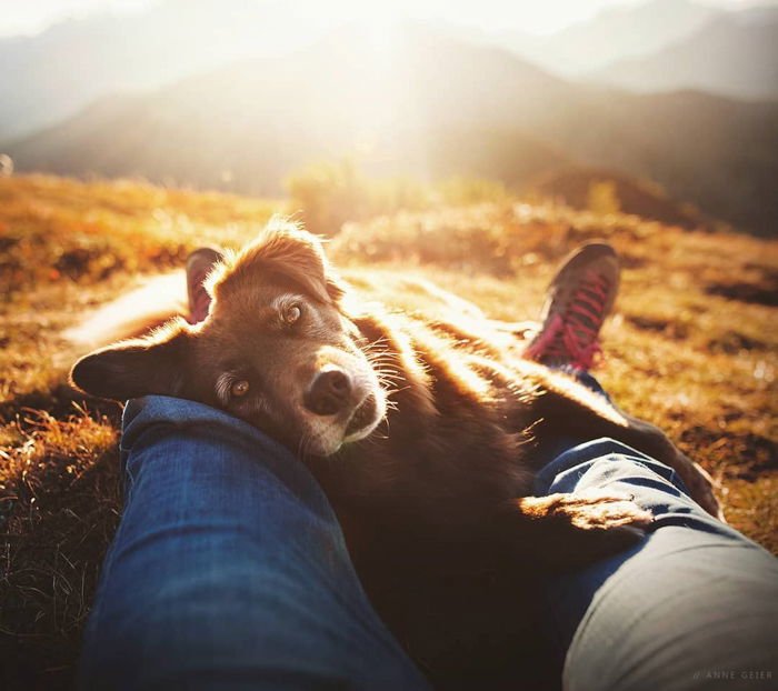 Photo of a dog lying by her owners legs