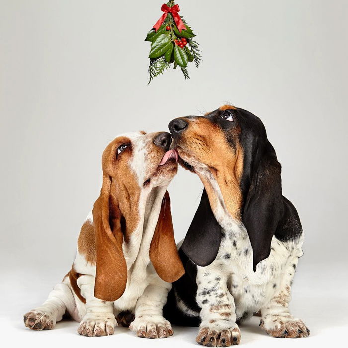 Cute dog photography of two grey beagles licking each other 