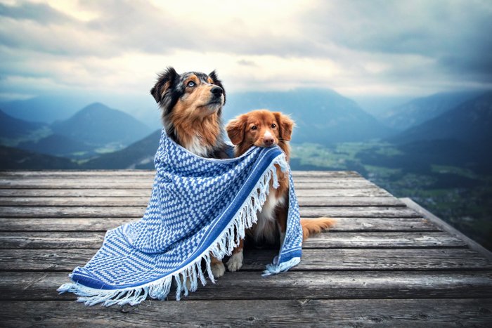 Cute pet photography of two dogs under a blanket outdoors