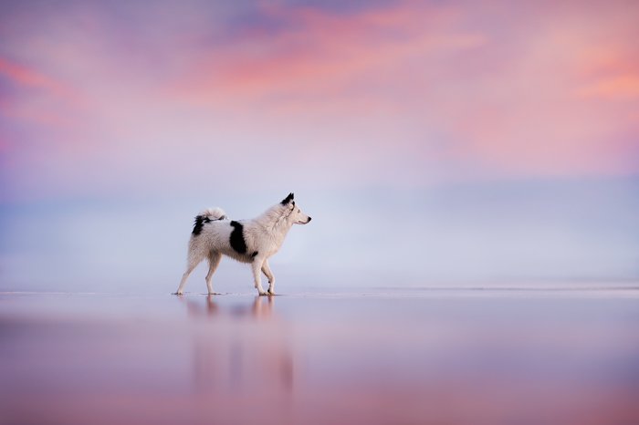 Dreamy photo of a dog walking on a beach at sunset