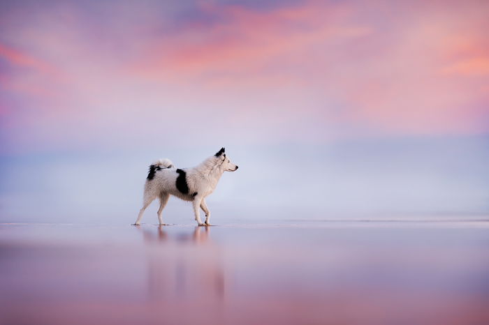 14 Awesome Dog Photographers You Should Check Out in 2023 - 96