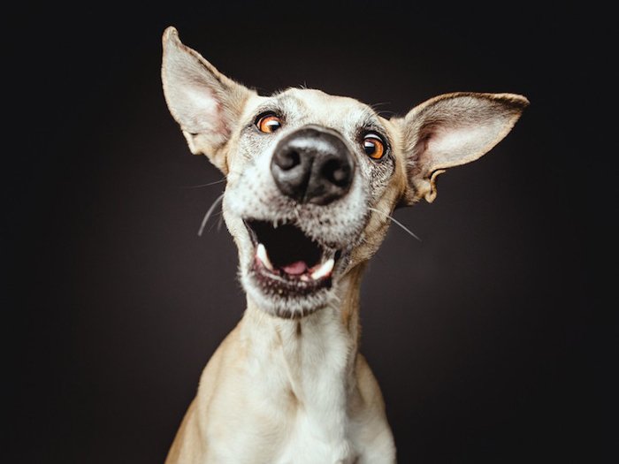 Funny portrait of a dog