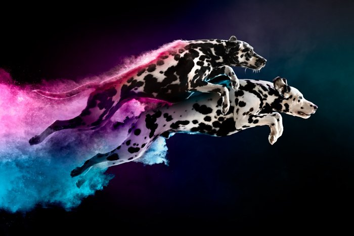 Cool pet photography of two dalmatians jumping with colored powder trails