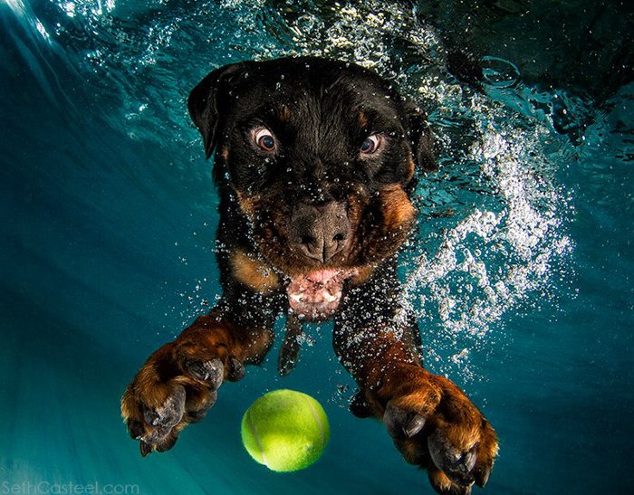Funny pet photo of a dog underwater