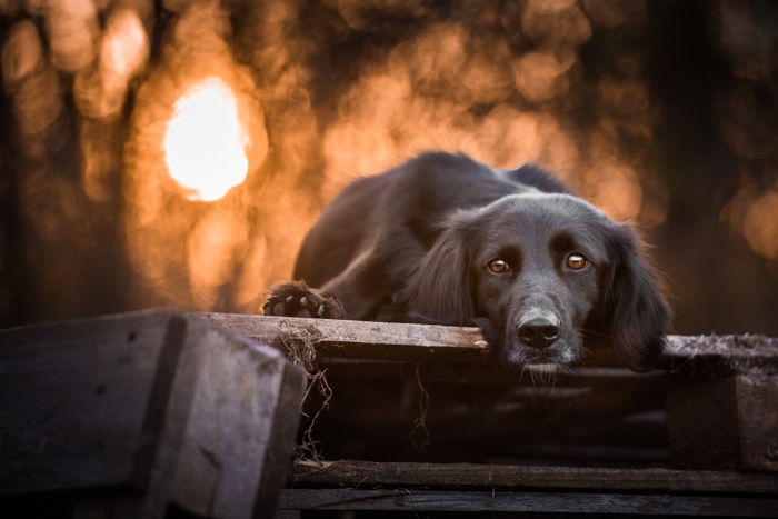 pictures of cute black dogs