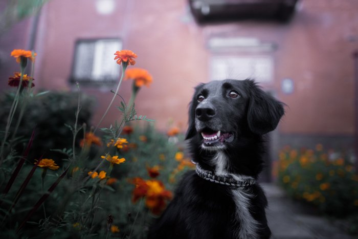 A cute dog with black fur in front of a vivid background