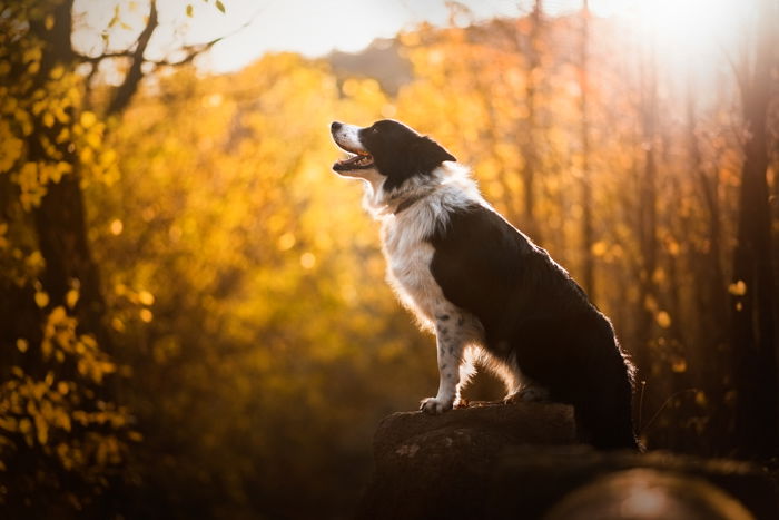 Photograph of a dog in backlight situation.