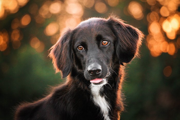A portrait of a black dog featuring fill light and bokeh.