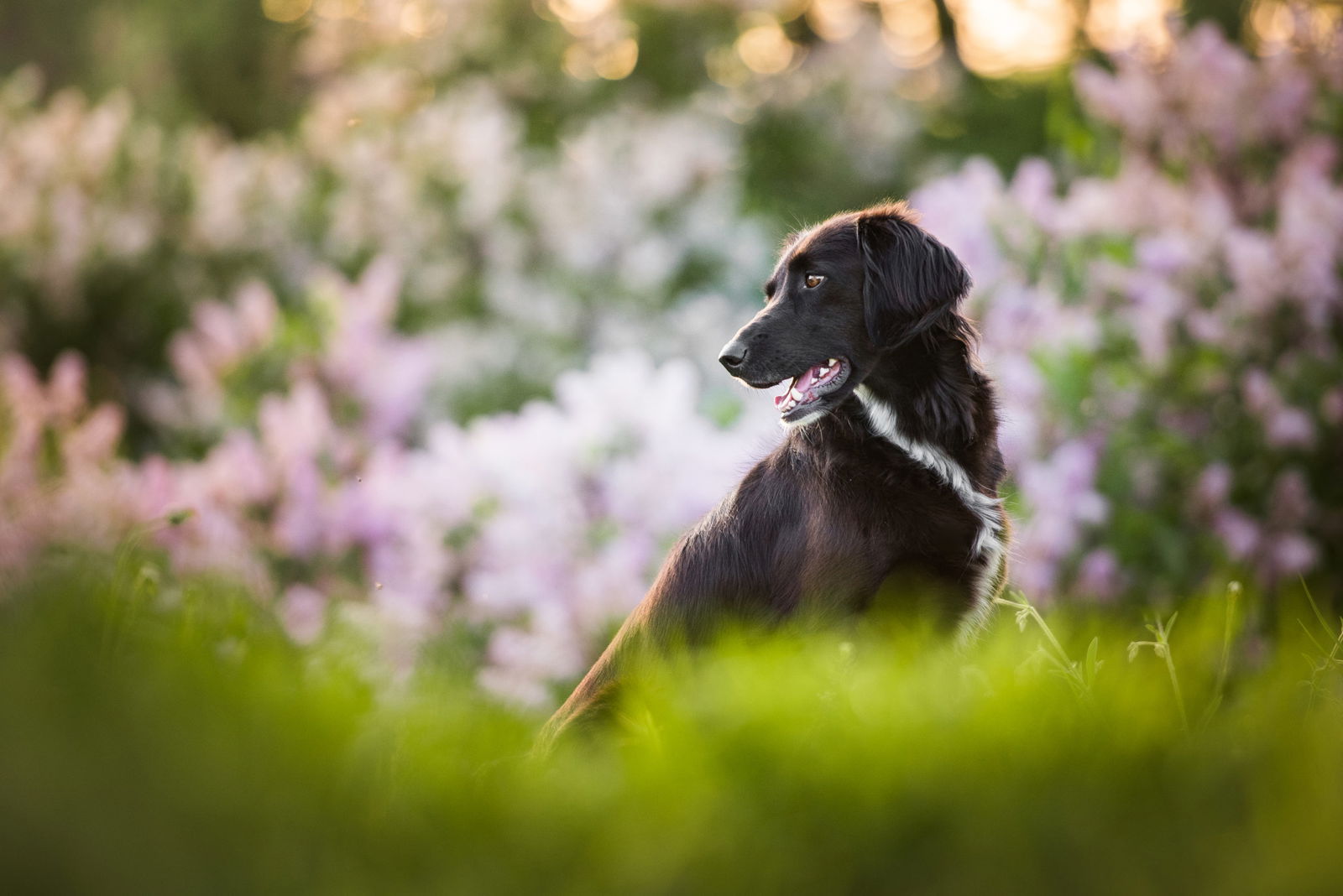 cute black dogs