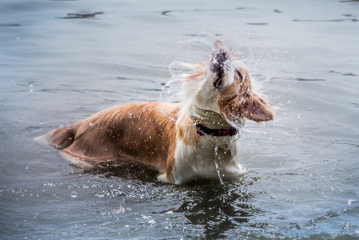 Pet portrait of a cute dog in water