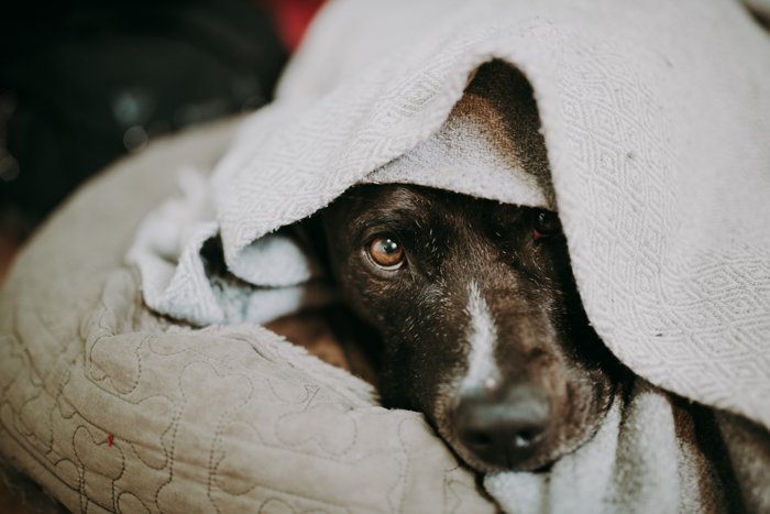Pet portrait of a cute dog wrapped in a towel