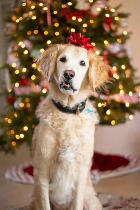 Christmas pet portrait of a cute dog with a gift ribbon on her head