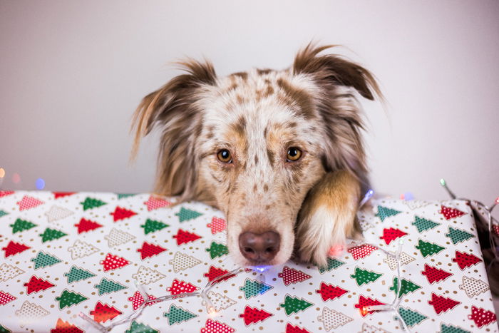 A cute indoor Christmas portrait of a dog and xmas gift