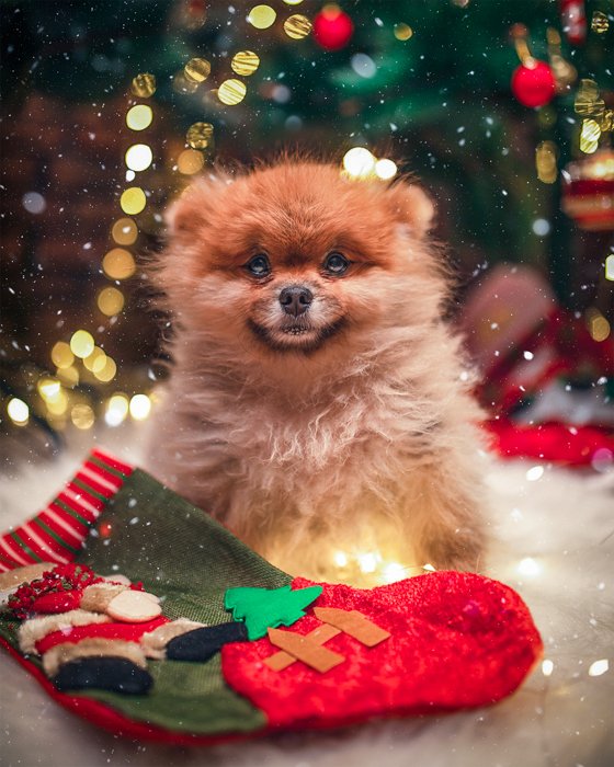 Holiday pet photos of a fluffy dog in front of the christmas tree