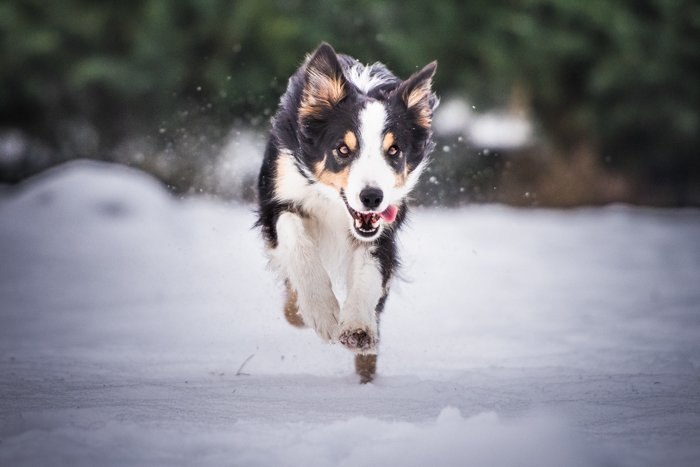 Holiday pet portrait of a cute dog running in the snow