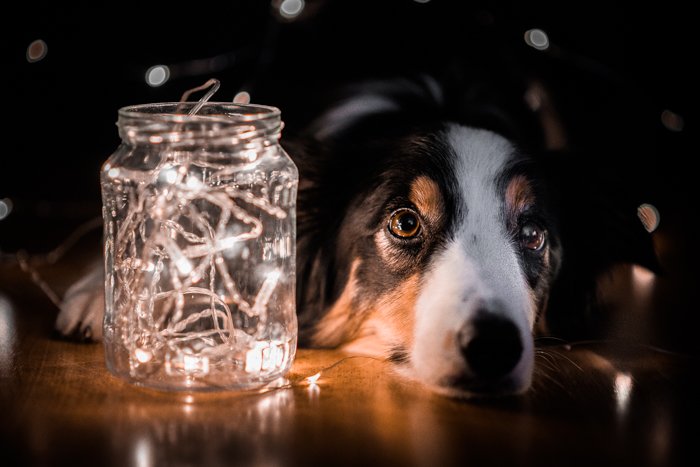 Holiday pet photos of a collie dog posed by Christmas lights