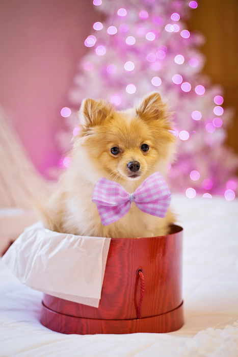 Cute holiday pet photo of a dog sitting in a christmas present box