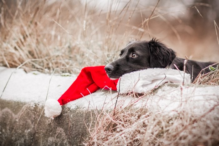 Cute holiday pet photo of a dog resting on a santa hat