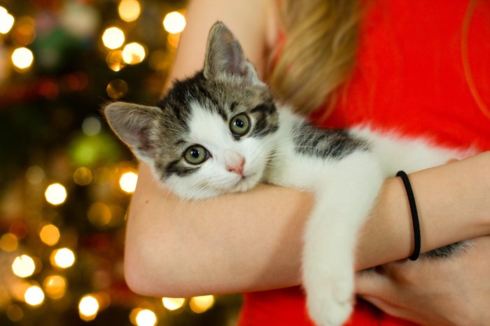 A cute cat holiday photo by the christmas tree