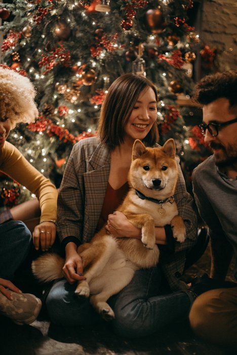 A family christmas portrait with dogs