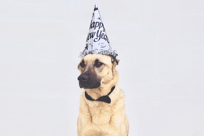 Dog wearing a birthday hat behind a plain background 