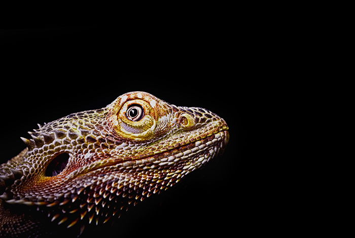 Closeup of a lizard from eye-level.