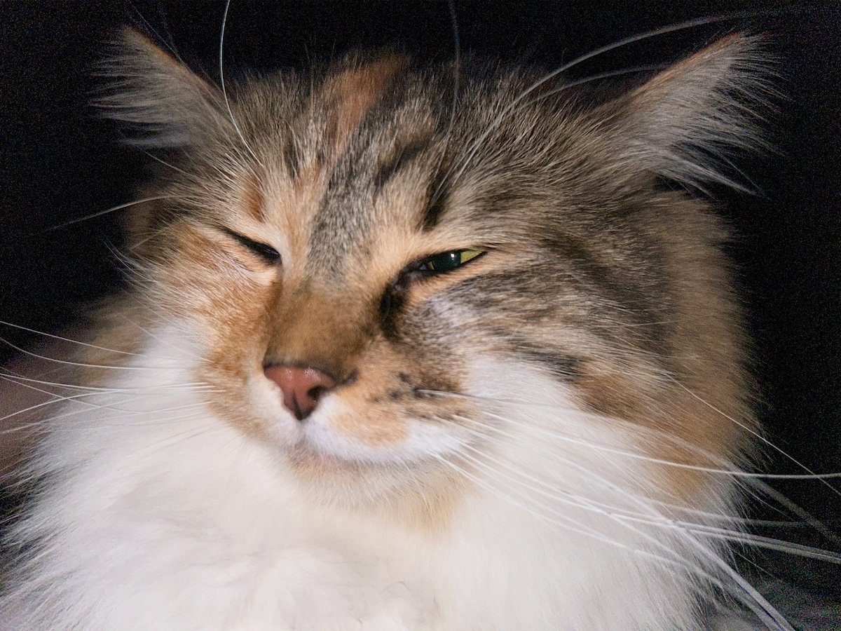 Close-up of a cat shot with a pet photo app