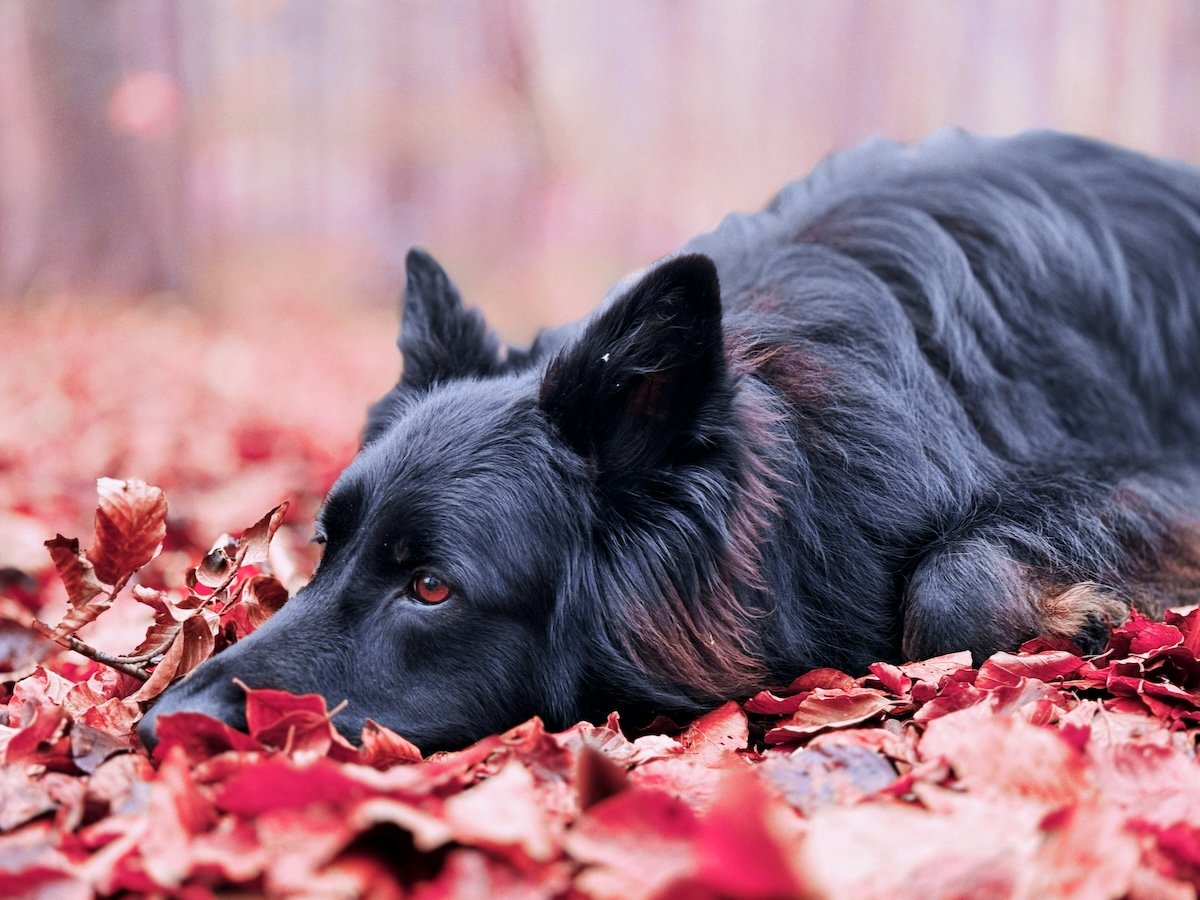 A dog laying down in autumn leaves shot with a pet photo app