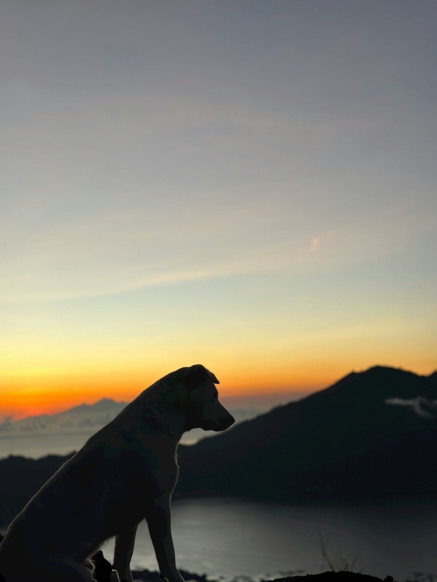 Silhouette of a dog at sunset taken with a pet photo app